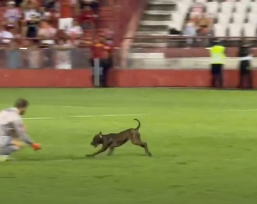 Cachorro invade campo na Série C e paralisa jogo do Náutico por quase 3 minutos
