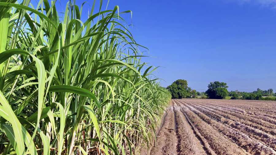 Tarifa dos EUA ameaça produção de açúcar em Pernambuco e pode gerar demissão em massa