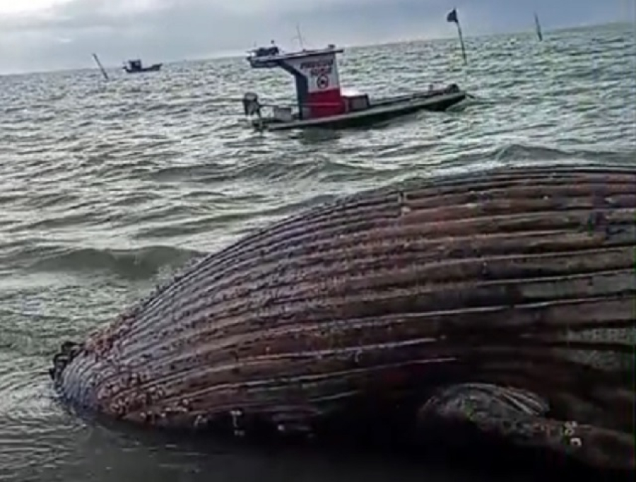 Baleia-jubarte aparece morta na Ilha de Itamaracá e chama atenção de moradores