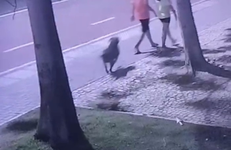 Ataques de cães em Petrolina acendem alerta após novos casos