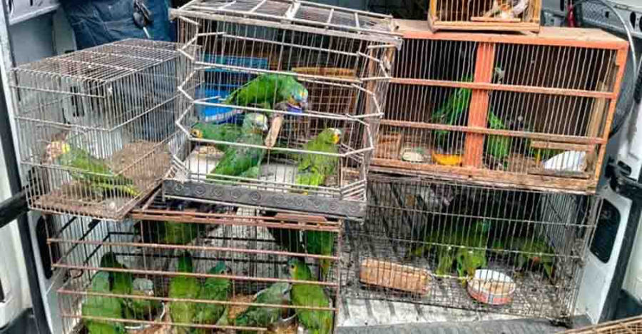 Qual é o animal mais traficado em Pernambuco? CPRH revela