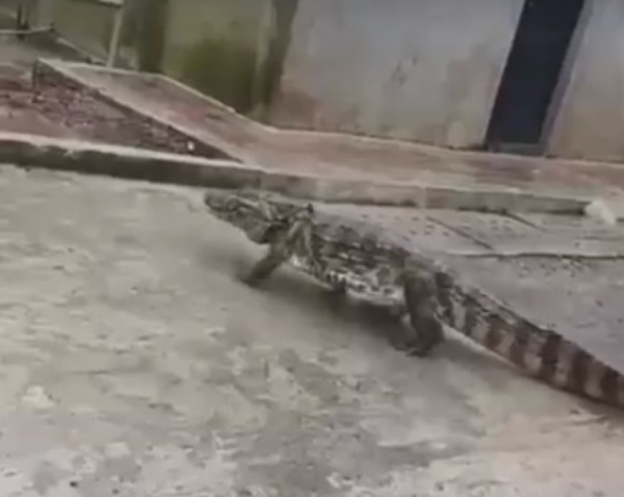 Jacaré surge em bairro de Olinda durante chuva; veja vídeo