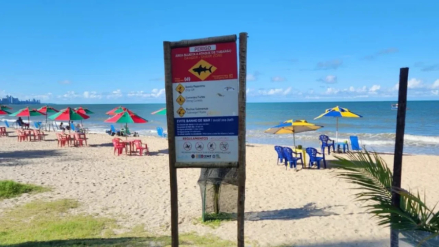 Entenda por que Pernambuco tem tantos ataques de tubarão