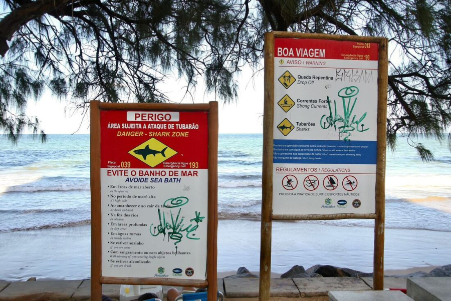 Viu um tubarão no Recife? Saiba o que fazer na praia