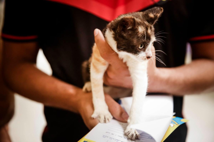 Vacinação contra raiva começa no Grande Recife; veja onde levar cães e gatos
