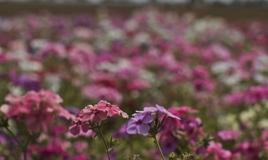 Como será a primavera em Pernambuco? Veja previsão para cada região